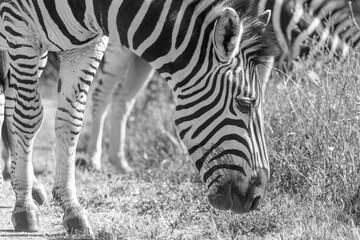 Zebra (Equus quagga) in Black and White © Eliya