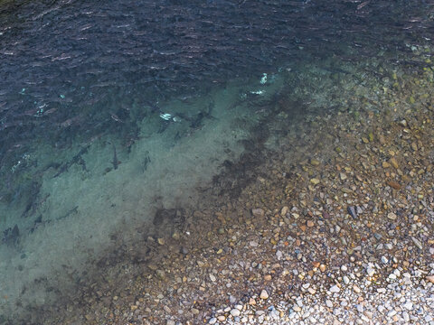 Aerial view of salmon swimming in the clear, shallow waters of a rocky river in Unalaska, Alaska, United States.