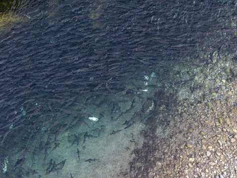 Aerial view of a large school of salmon migrating upstream in a clear river with a rocky bed in Unalaska, Alaska, United States.