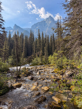 Rocky mountain stream flowing through boreal forest at Moraine Lake Alberta