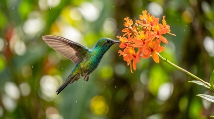 Naklejka premium Vibrant Hummingbird Feeds on Bright Orange Orchid Flowers in Soft Bokeh Background