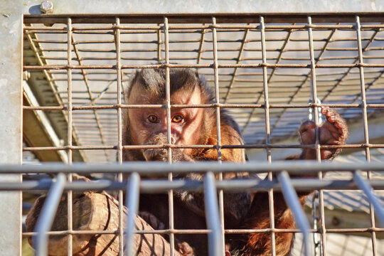 Capuchin monkey in small cage behind bars