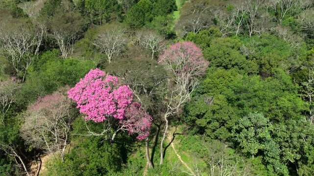 Pink trumpet tree covered in vibrant blossoms stands out dramatically among the surrounding green forest canopy.