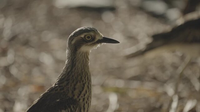 A close up portrait shows the large yellow eye and mottled plumage of a bush stone curlew in Brisbane.