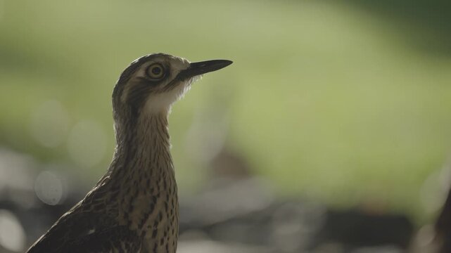 A bush stone curlew stands alert with its head raised in a Brisbane garden setting.