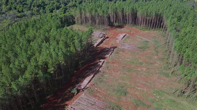 Active timber harvesting clears a section of mature pine plantation while forestry machinery operates among surrounding trees.