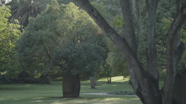 A large shade tree stands on a manicured lawn surrounded by garden pathways in Brisbane.