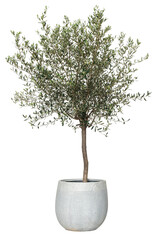 Obraz premium Potted olive tree with lush green leaves in a simple white planter.
