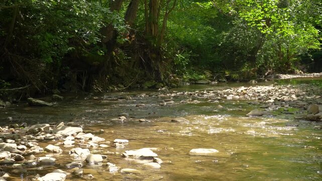 Peaceful cinematic footage of a shallow forest stream flowing over limestone and smooth stones in Mănăstirea Humorului, Bucovina