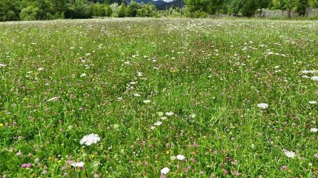 Cinematic low-altitude drone flight just above a lush wildflower meadow in Mănăstirea Humorului, Bucovina, Romania
