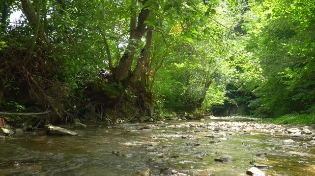 Calm forest stream flowing over limestone and smooth stones in Mănăstirea Humorului, Bucovina
