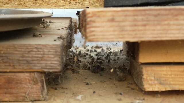 Close-up footage of dead honey bees lying inside a wooden beehive, showing the hive entrance and interior structure