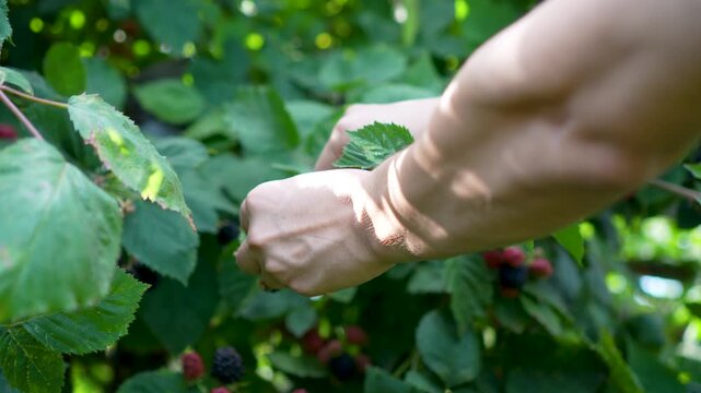Cinematic close-up of hands harvesting ripe dark berries from a fruiting bush, surrounded by lush foliage and naturally ripening fruit