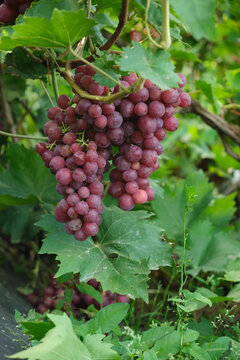 Ripe red grape clusters hanging on vine among green grape leaves in lush vineyard setting.
