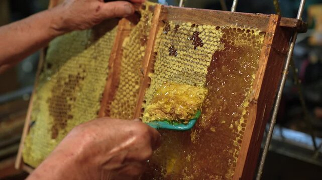 Beekeeper removing wax cappings from honeycomb frame using an uncapping tool