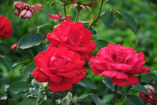 Three vibrant red roses blooming closely together surrounded by lush green foliage in sunny garden.
