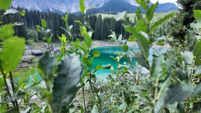 Cinematic ground-level view of the turquoise waters of Lake Carezza framed by leafy branches, with conifer forest, alpine meadows, and misty Dolomite peaks in the background