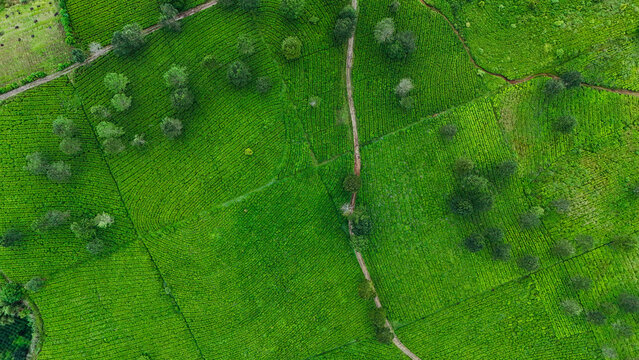 Aerial view of the lush green Panawa tea plantation with rows of tea bushes, scattered trees, and a dirt path winding through the landscape in Garut, West Java, Indonesia.