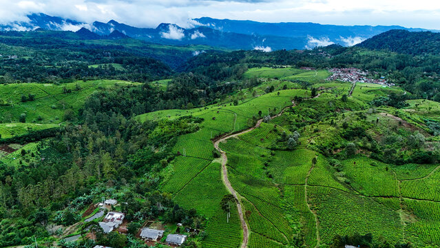 Aerial view of the lush green tea plantations of Panawa featuring rolling hills, winding dirt paths, and small village houses nestled in the landscape in Garut, West Java, Indonesia.