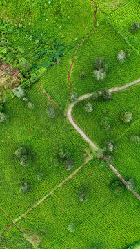 Aerial view of Panawa tea plantation with lush green rows of tea bushes, winding dirt paths, and scattered trees in Garut, West Java, Indonesia.