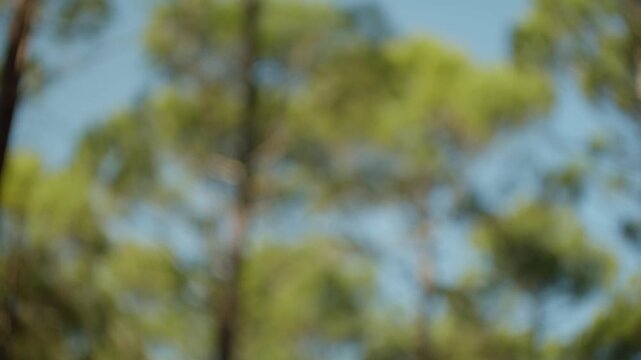 Out of focus pine tree forest branches moving gently in summer breeze.