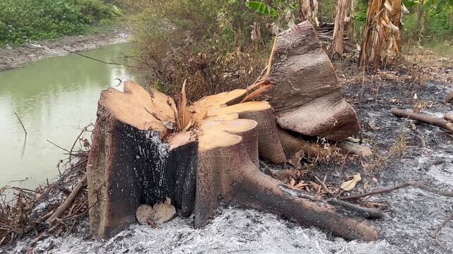 Large Tree Stump in Deforested Riverbank and Burnt Ground