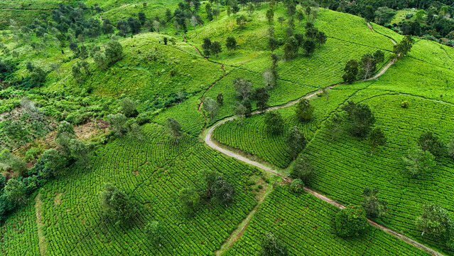 Aerial view of the lush green tea plantation at Panawa with winding dirt paths cutting through the neatly terraced rows of tea bushes in the rolling hills of Garut, West Java, Indonesia.