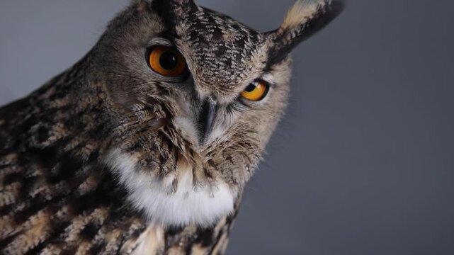 Portrait of magnificent eagle owl staring at camera against grey background.