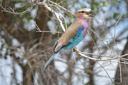 Lilac breasted roller singing