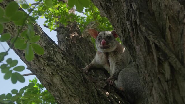 Australian common brushtail possum perched in tree canopy looking down.