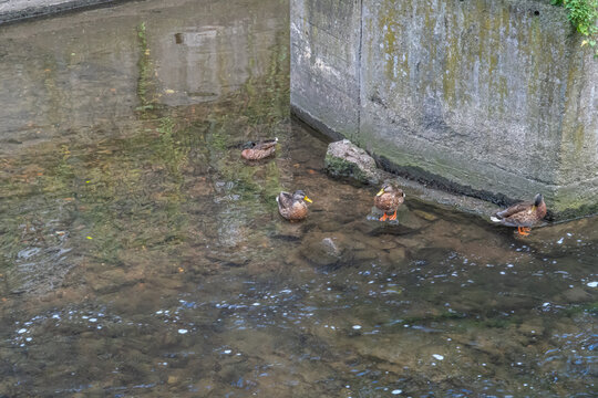 Radunia River Canal in Gdańsk &ndash; Urban Landscape with Ducks