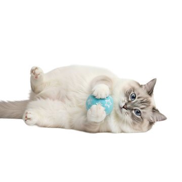 Fluffy ragdoll cat lying on its back playfully holding blue ball with white stars, showing curious and relaxed expression