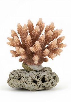 Coral Frag Healthy Branching Acropora Sps Coral on a Rock Isolated