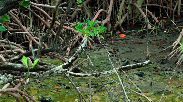  Young Mangrove Plant Growing from Muddy Ground
