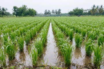 Fototapeta premium The Rice Field with Emerald Shoots in a Flooded Paddy Landscape