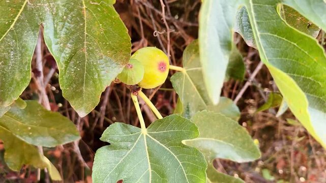 Ripening Fig on Branch, Close-Up Video