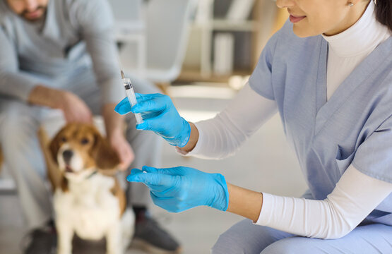 Veterinarian preparing vaccination injection for beagle dog. Skilled vet in gloves holds sterile vaccine syringe as owner comforts pet at modern clinic. Concept of responsible pet health.
