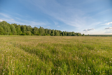 Obraz premium Wide wildflower meadow under blue summer sky with distant tree line
