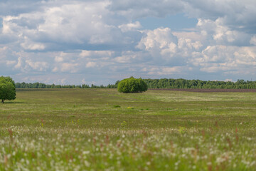 Fototapeta premium Expansive wildflower meadow under a partly cloudy sky