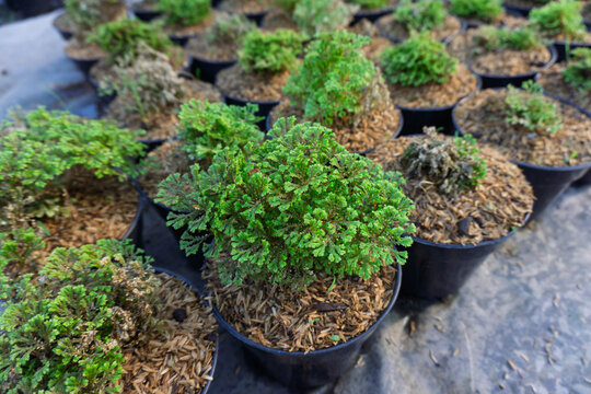 Green Selaginella Spikemoss Plants Growing in Black Pots, Nursery Farm Close Up