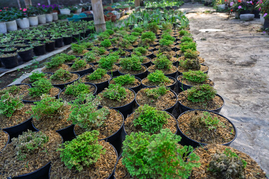 Green Selaginella Spikemoss Plants Growing in Black Pots, Nursery Farm Close Up