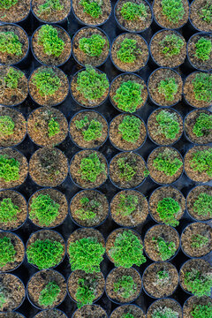 Green Selaginella Spikemoss Plants Growing in Black Pots, Nursery Farm Close Up