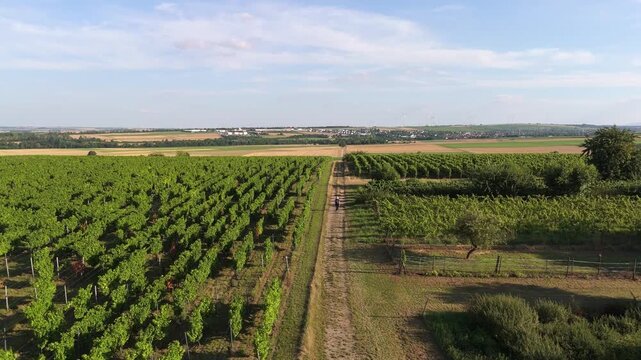 Aerial drone shot pushing in over a vast vineyard and dirt path, revealing a lone hiker in the picturesque Rhineland-Palatinate region of Germany, framed by distant wind turbines.