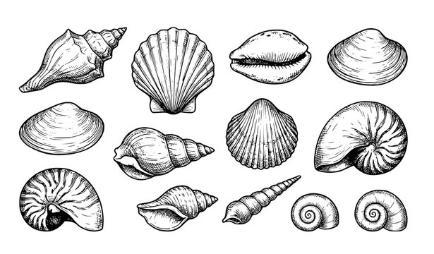 Sea Shells Ocean Seashell Collection Hand Drawn Vintage Engraved Vector Set