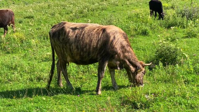 Cow grazing side view in a green pasture in Ushguli, Svaneti, Georgia, showing traditional livestock farming, mountain agriculture, free-range husbandry, and rural food production in the Caucasus