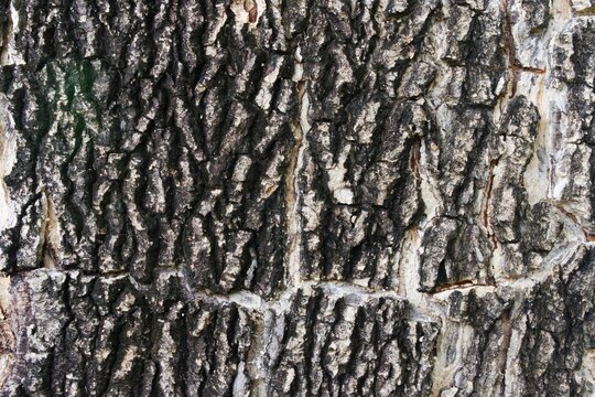 Rain Tree Bark Texture Background / Close-up of Samanea Saman Tree Bark Surface