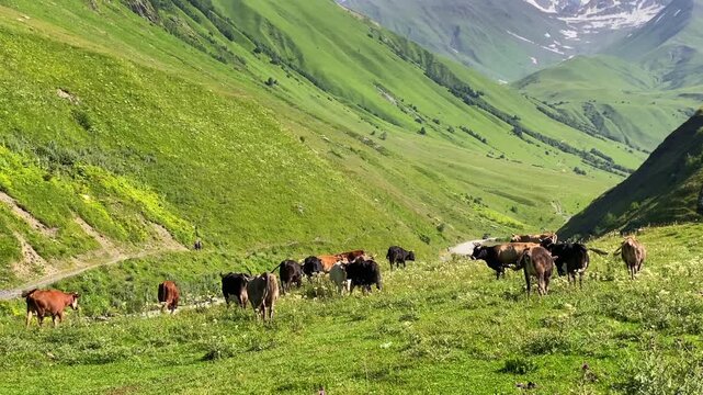 Cattle grazing wide view across a green alpine valley near Ushguli in Svaneti, Georgia, showing seasonal pasture use, mountain livestock farming, rural land management, and highland agriculture