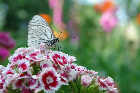 Black-veined white butterfly (Aporia crataegi) feeding on sweet William flower (Dianthus barbatus), macro shot