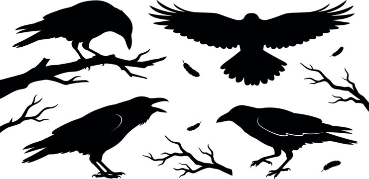 Black raven silhouettes perch on branches and soar with feathers against a white background