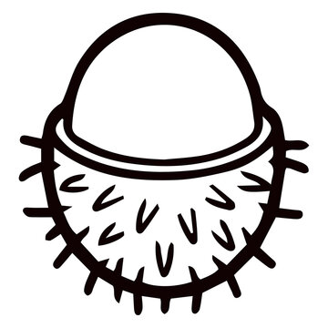Fresh rambutan fruit Spiky seed pod or fruit with hairy texture illustration
